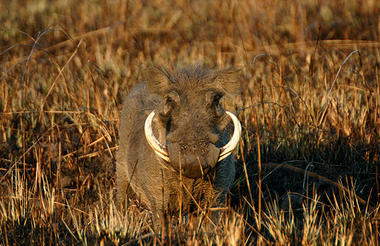 Warthog